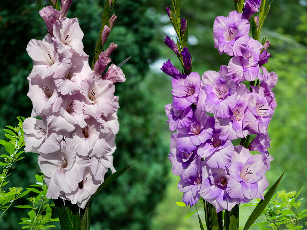 Floral Trend Color 2025 Gladiolus Mantovani Yvonne