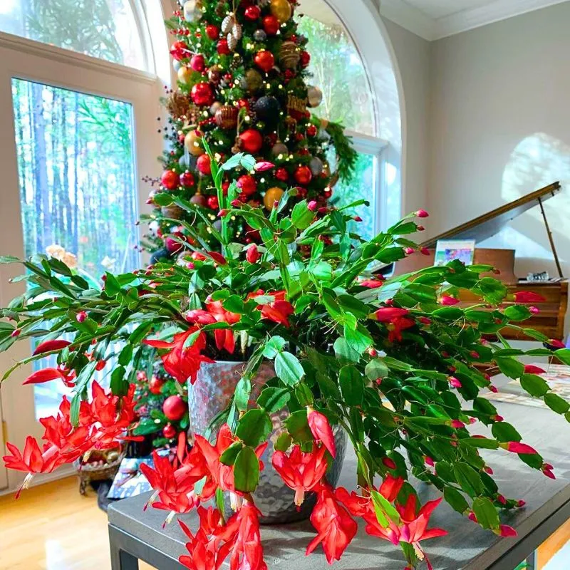 Christmas cactus flowering plant for Christmas