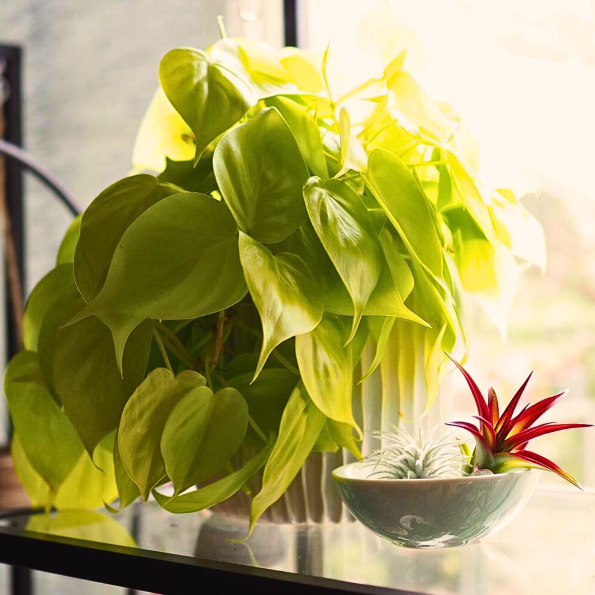 philodendron cordatum kept near a glass window