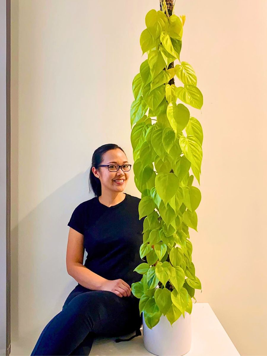 a woman sitting beside philodendron cordatum plant