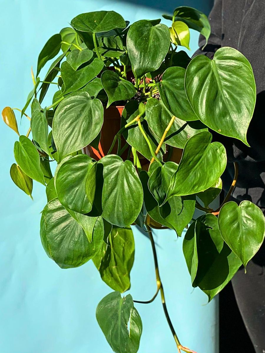 philodendron cordatum being used as a hanging houseplant