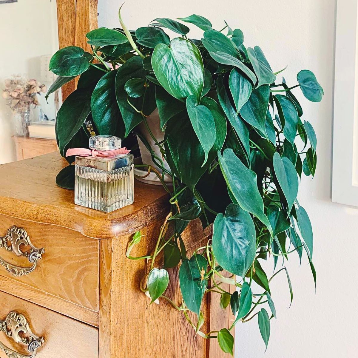 glossy heart-shaped emerald green-leafed houseplant - philodendron cordatum