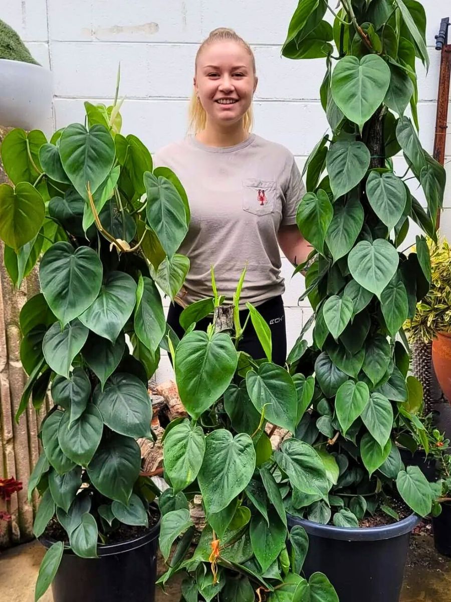 well-grown hanging houseplant - philodendron cordatum care