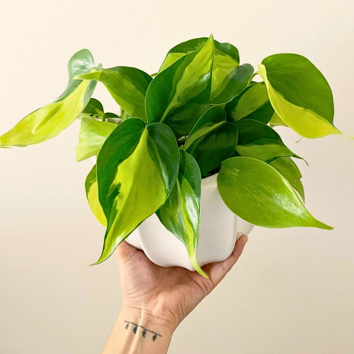 potted philodendron cordatum 'brazil'