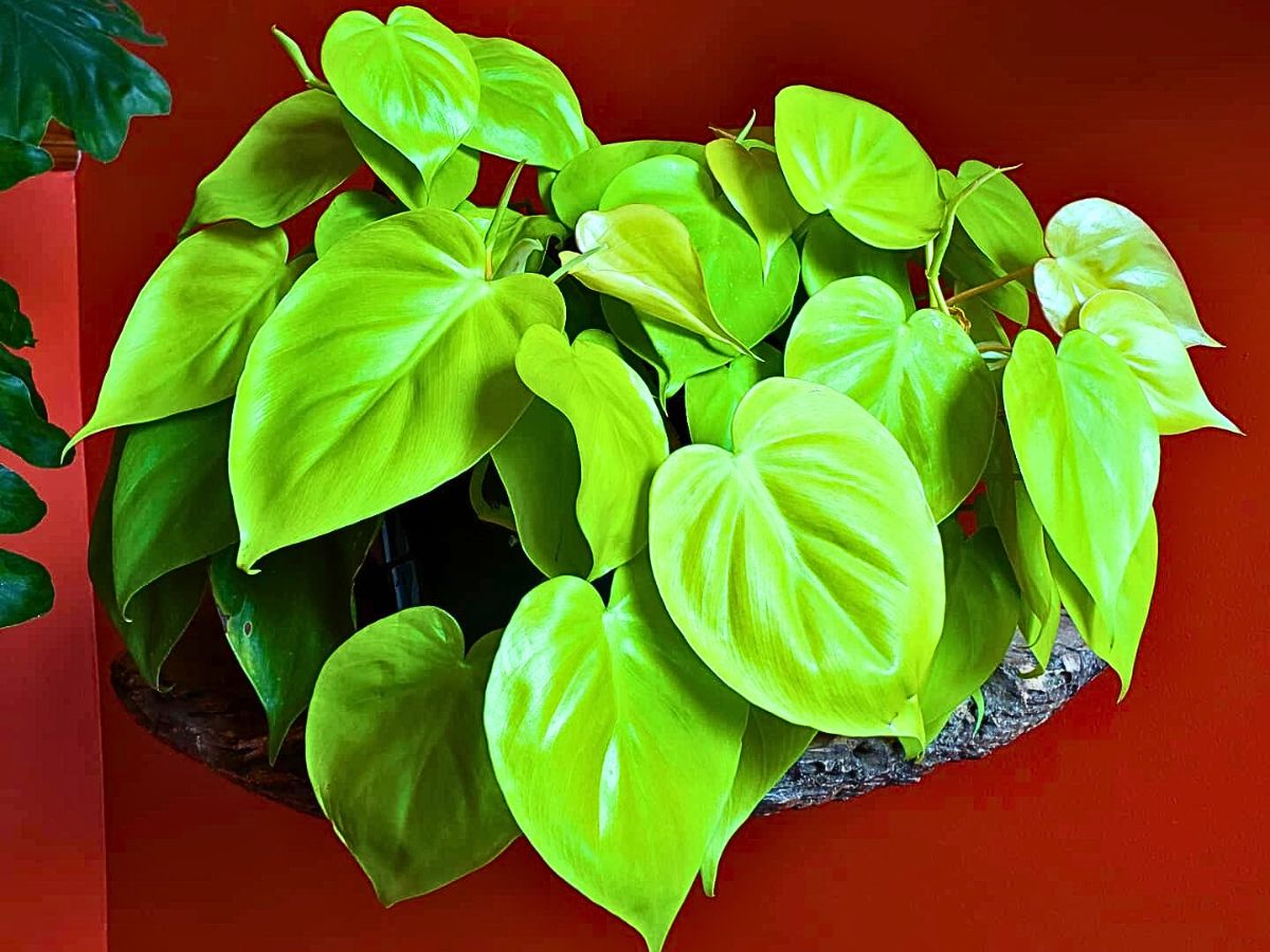 the glossy heart shaped leaves of philodendron cordatum