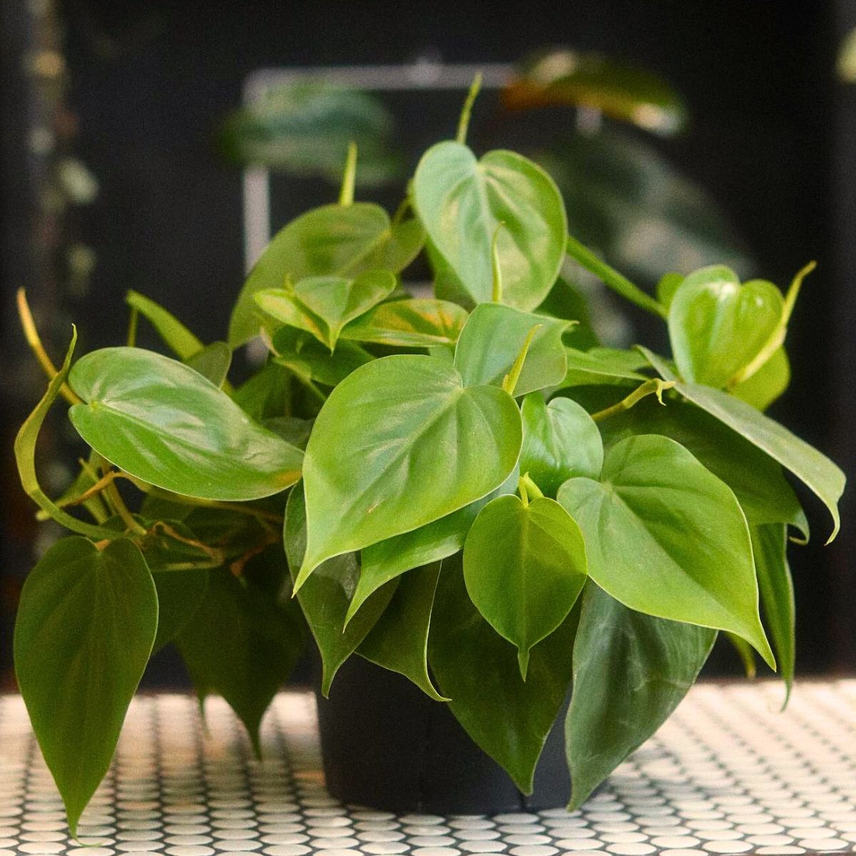 philodendron cordatum, the glossy heart-shaped emerald green leafed houseplant