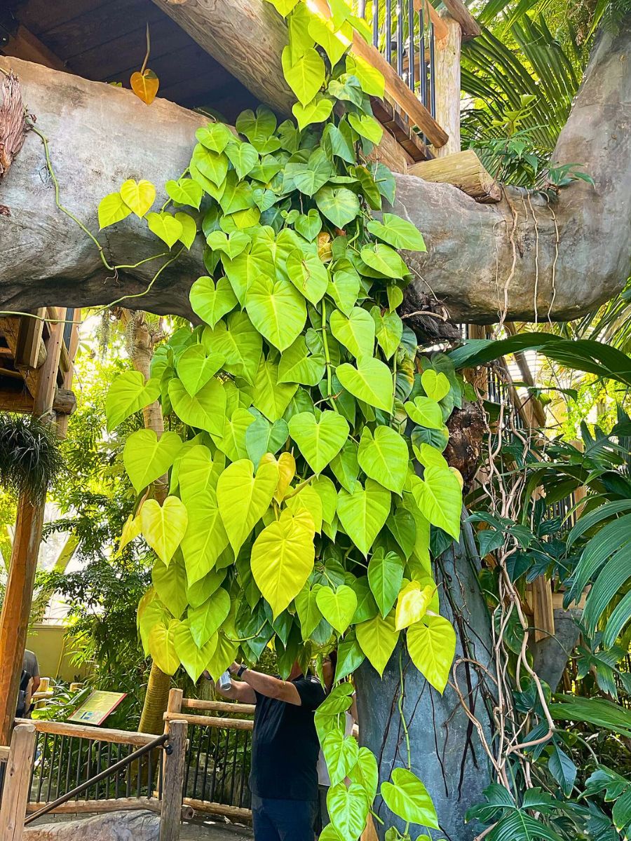 philodendron cordatum neon beautifully dripping down as a hanging houseplant