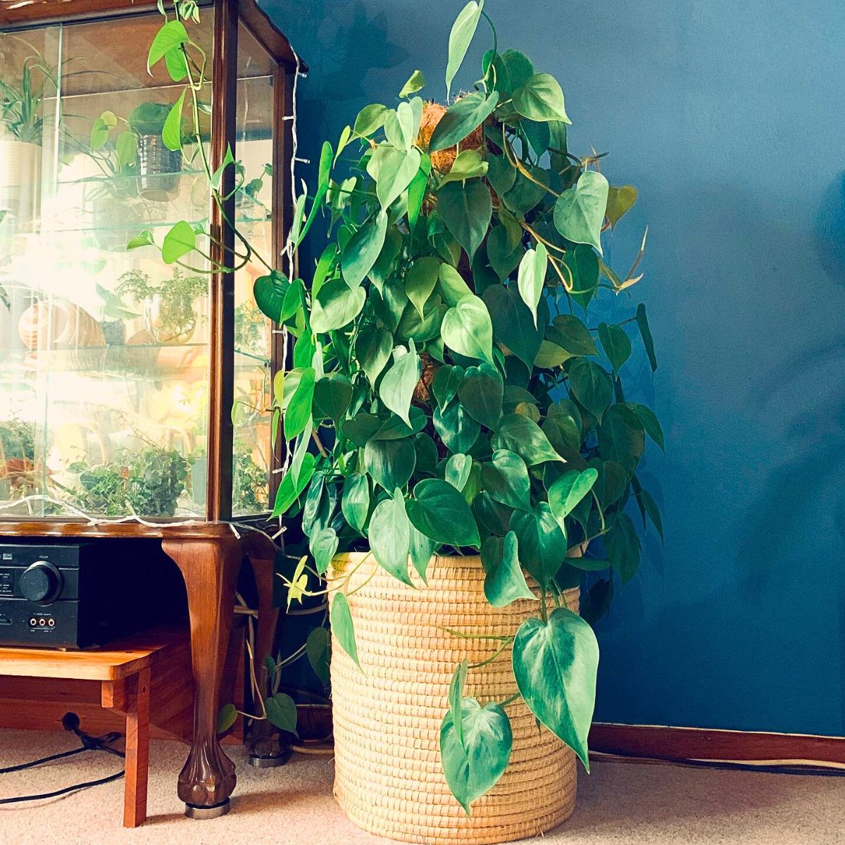 Philodendron Cordatum, the Glossy Heart-Shaped Emerald Green-Leafed Indoor Beauty