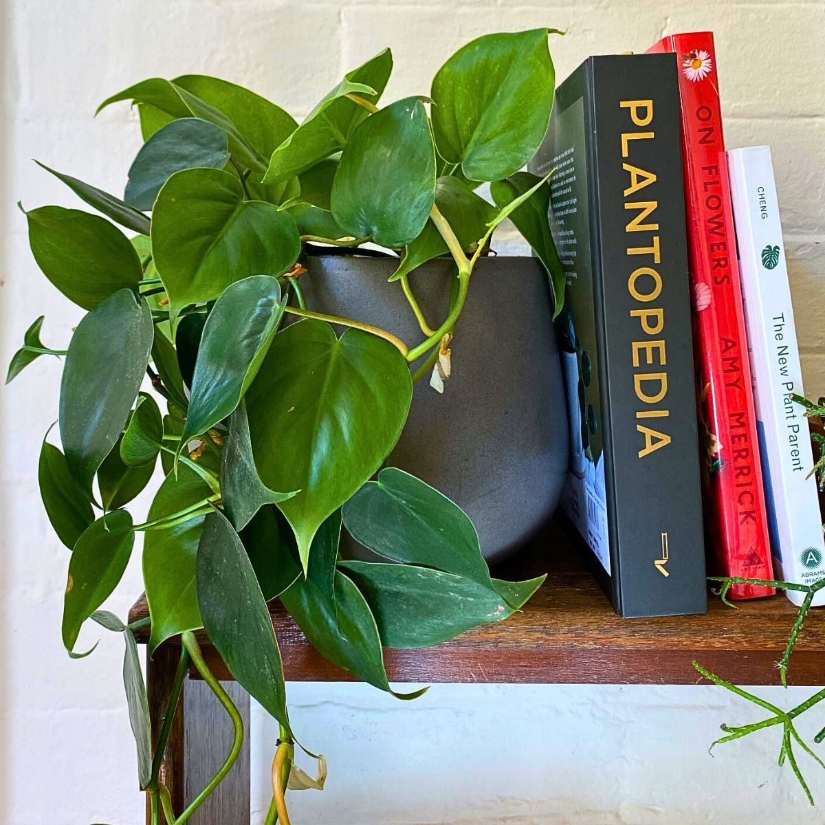 Philodendron Cordatum, the Glossy Heart-Shaped Emerald Green-Leafed Houseplant