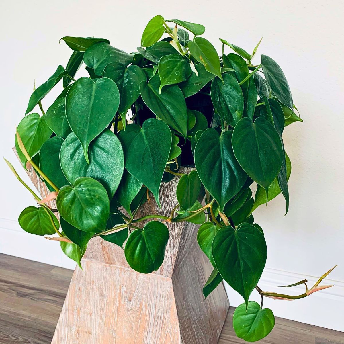 Philodendron Cordatum, the Glossy Heart-Shaped Emerald Green-Leafed Houseplant