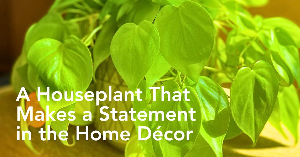 Philodendron Cordatum, the Glossy Heart-Shaped Emerald Green-Leafed Houseplant - Thursd Article - Header Image