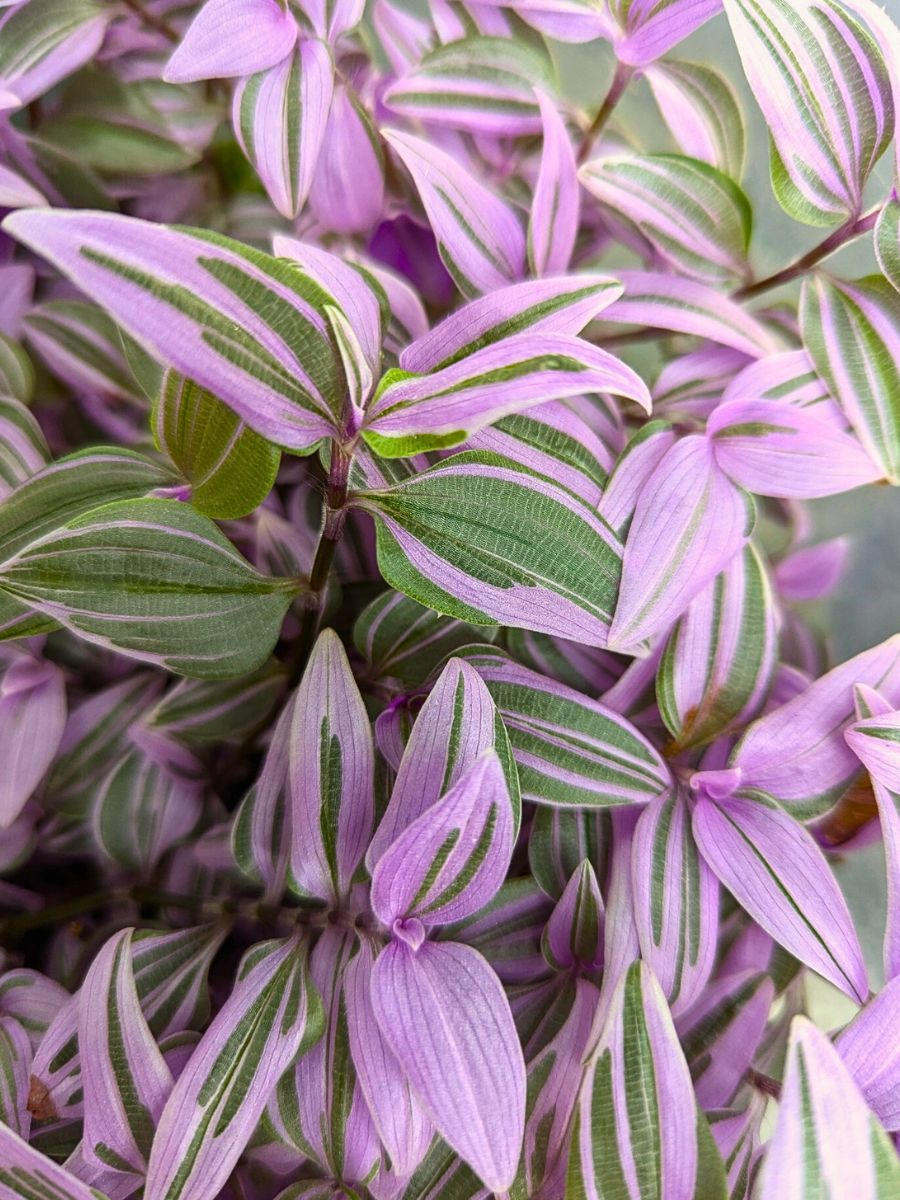 Tradescantia Mundula Fairy Wings Brings the Amethyst Glow to Your Home and Designs