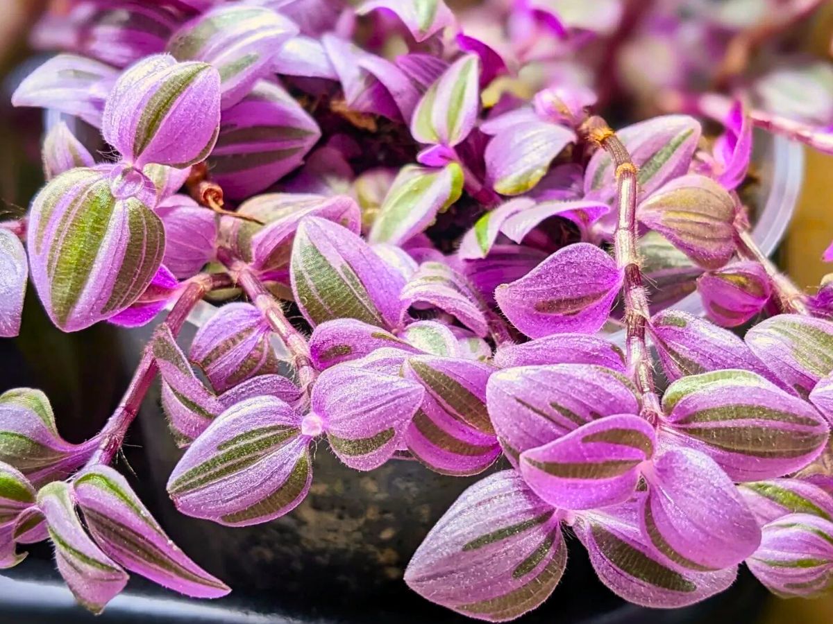 Tradescantia Mundula ‘Fairy Wings’ Brings the 2025 Thursd Floral Trend Color Amethyst Glow to Your Home and Designs