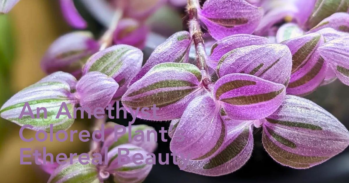 Tradescantia Mundula ‘Fairy Wings’ Brings the 2025 Thursd Floral Trend Color Amethyst Glow to Your Home and Designs