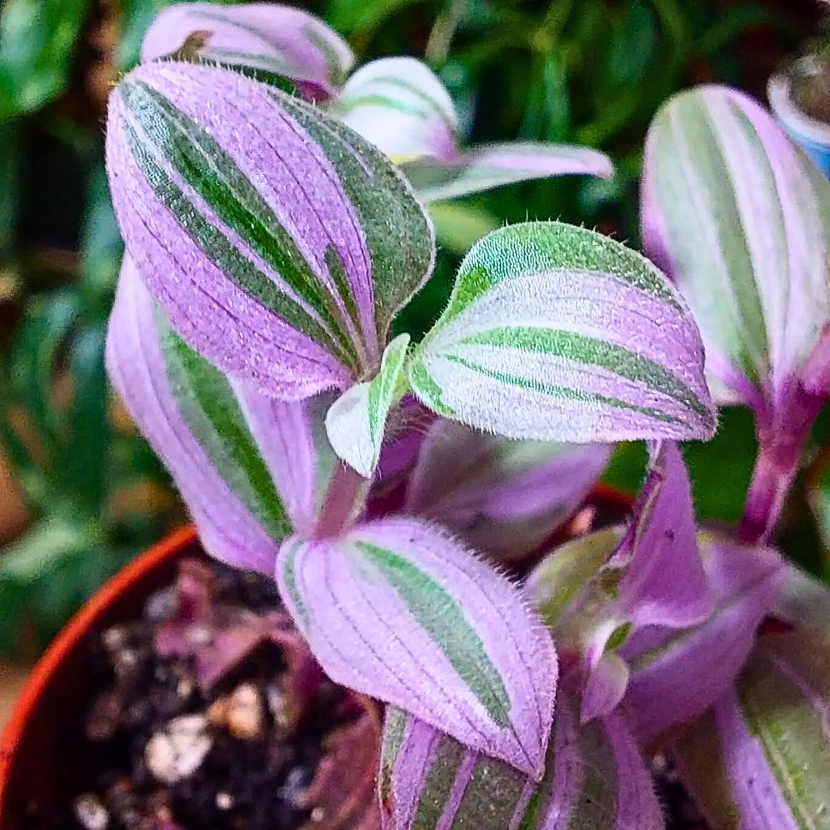 Tradescantia Mundula ‘Fairy Wings’ Brings the 2025 Thursd Floral Trend Color Amethyst Glow to Your Home and Designs