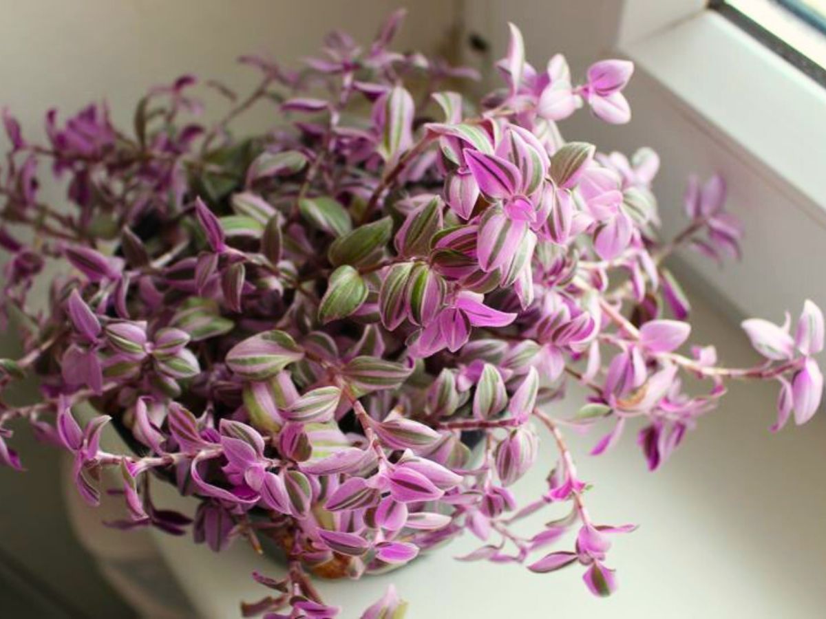 Tradescantia Mundula ‘Fairy Wings’ Brings the 2025 Thursd Floral Trend Color Amethyst Glow to Your Home and Designs