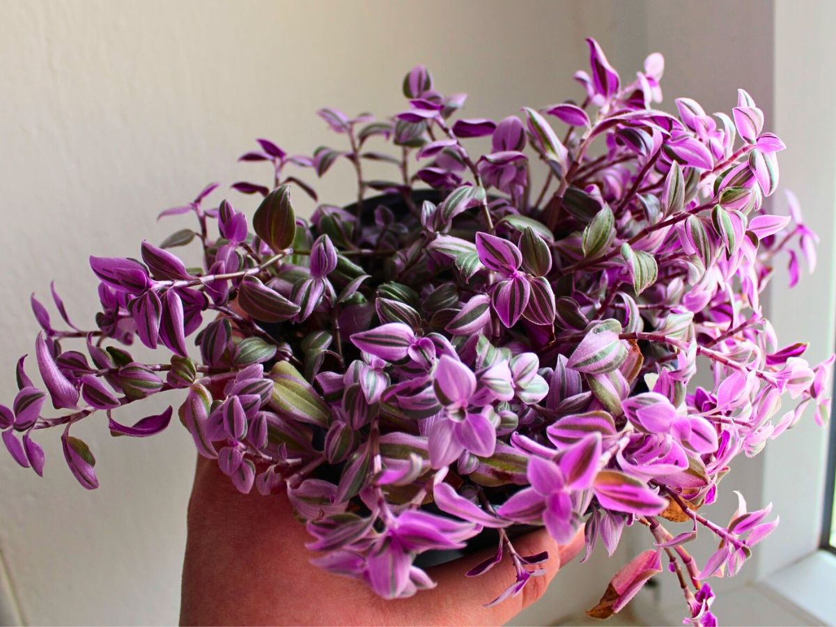 Tradescantia Mundula ‘Fairy Wings’ Is a Rare Beauty That Oozes the Amethyst Glow