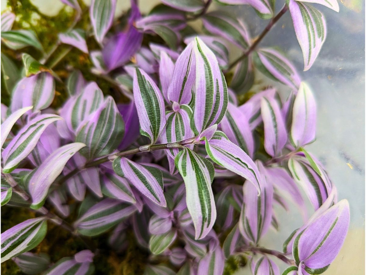 Tradescantia Mundula ‘Fairy Wings’ Brings the 2025 Thursd Floral Trend Color Amethyst Glow to Your Home and Designs