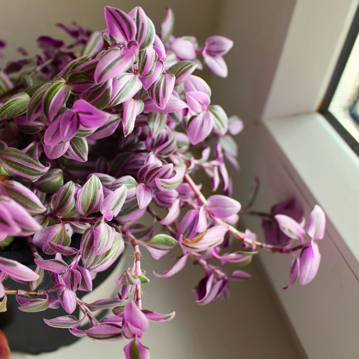 Tradescantia Mundula ‘Fairy Wings’ Brings the 2025 Thursd Floral Trend Color Amethyst Glow to Your Home and Designs