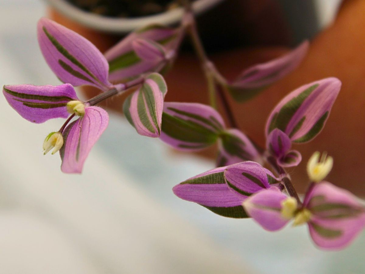 Tradescantia Mundula ‘Fairy Wings’ Brings the 2025 Thursd Floral Trend Color Amethyst Glow to Your Home and Designs