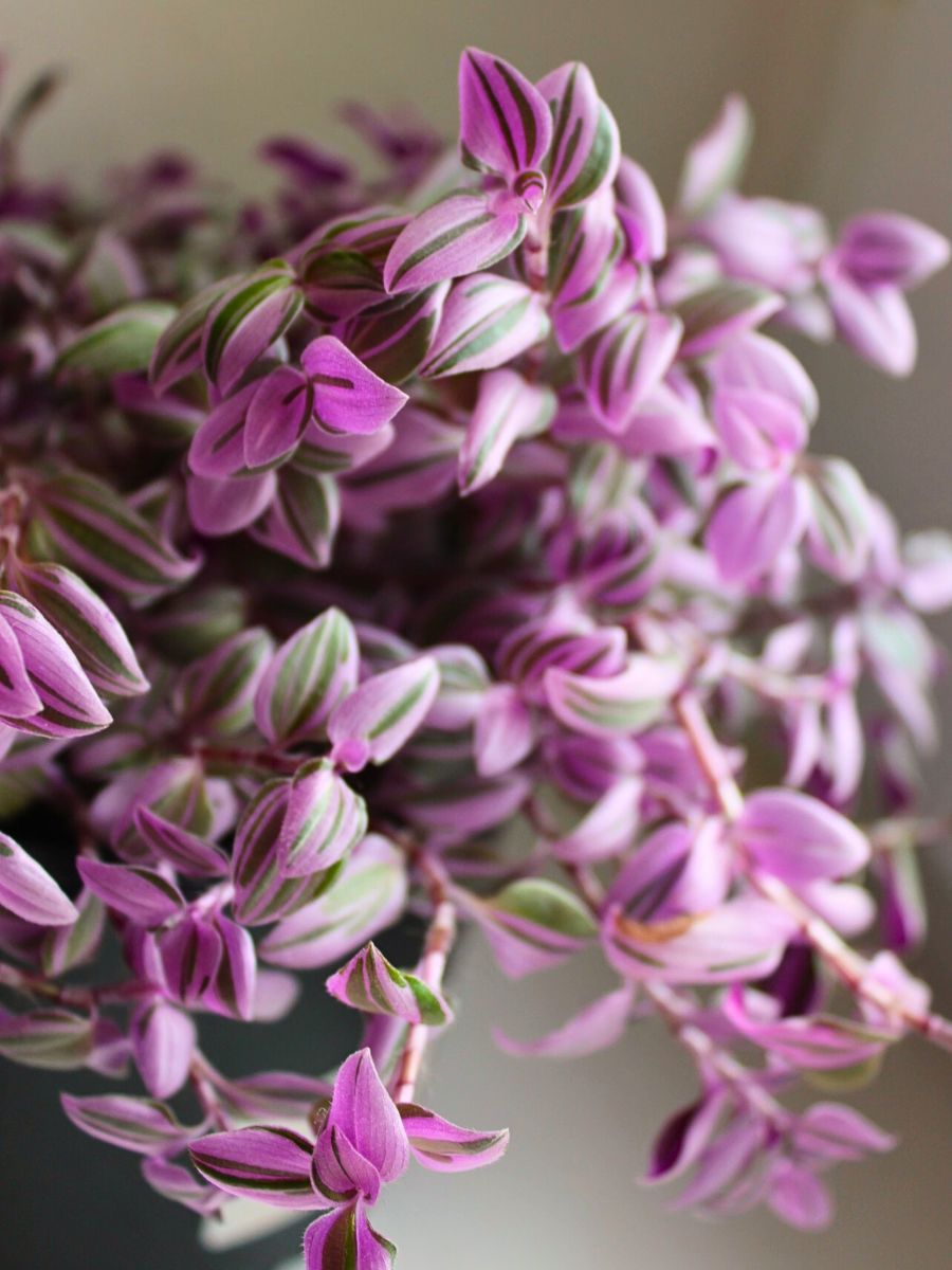 Tradescantia Mundula ‘Fairy Wings’ Brings the 2025 Thursd Floral Trend Color Amethyst Glow to Your Home and Designs