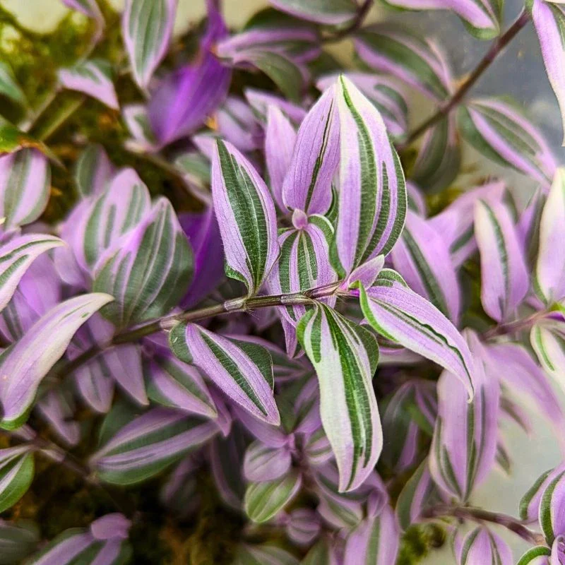 Tradescantia Mundula ‘Fairy Wings’ Brings the 2025 Thursd Floral Trend Color Amethyst Glow to Your Home and Designs