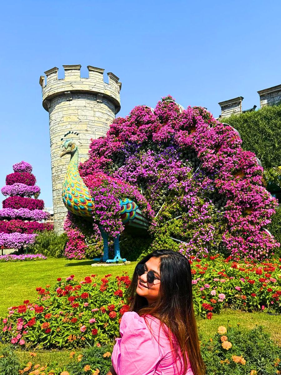 Flower peacock in Dubai garden