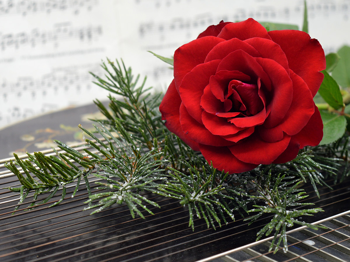 Red rose with spruce branch