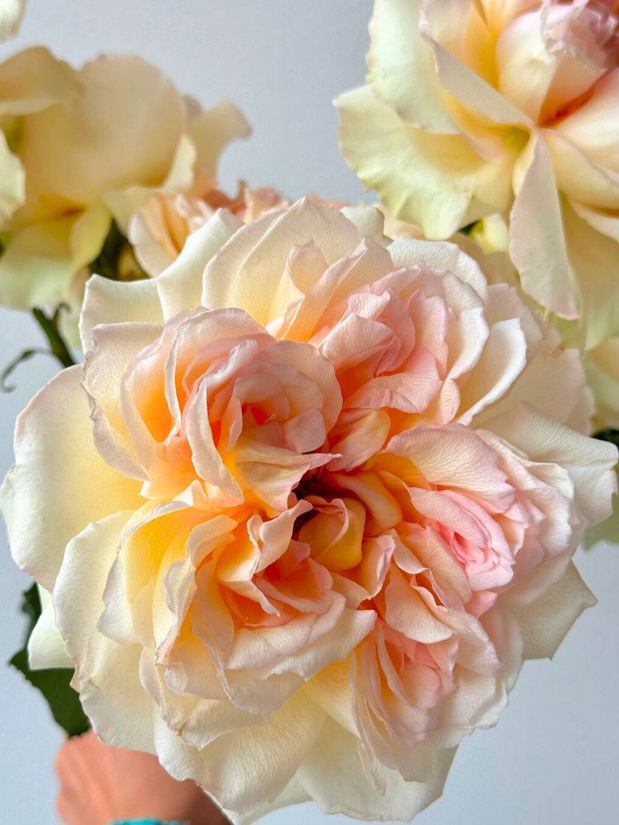 A peachy garden rose up and front