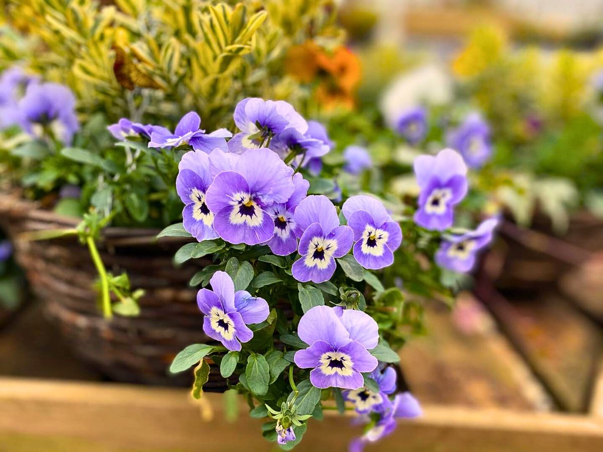 Viola Flower Meaning - Understanding Its Symbolism, Beauty, and Unique Charisma