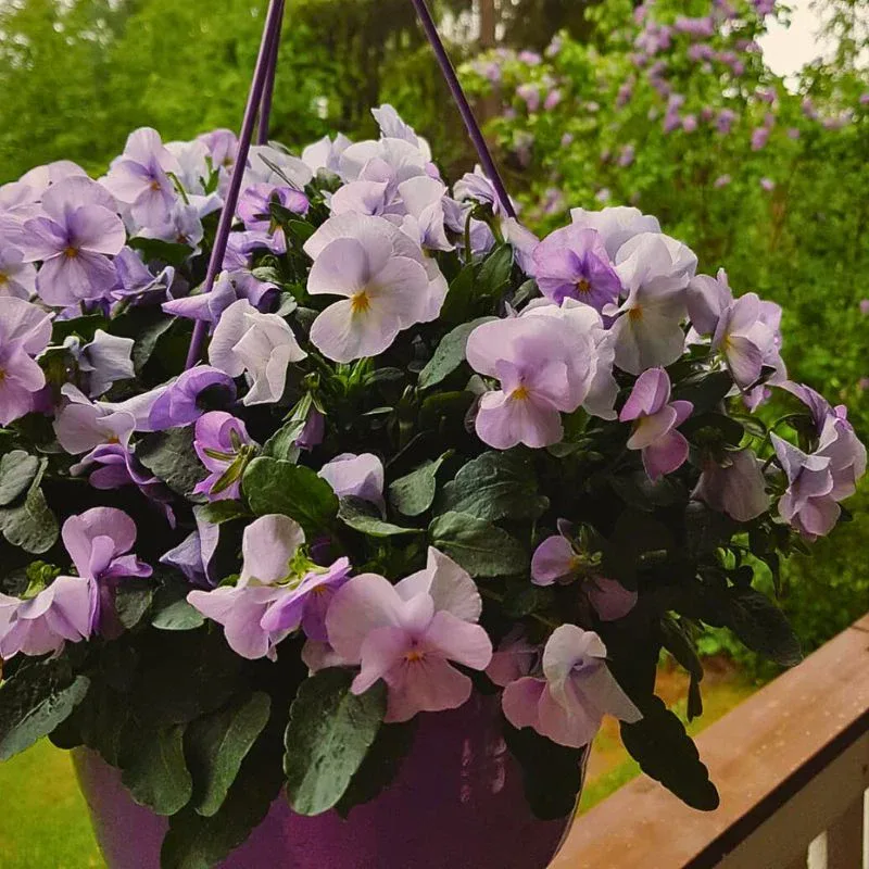 What is a Viola Flower? Unveiling the Versatile Viola Plant