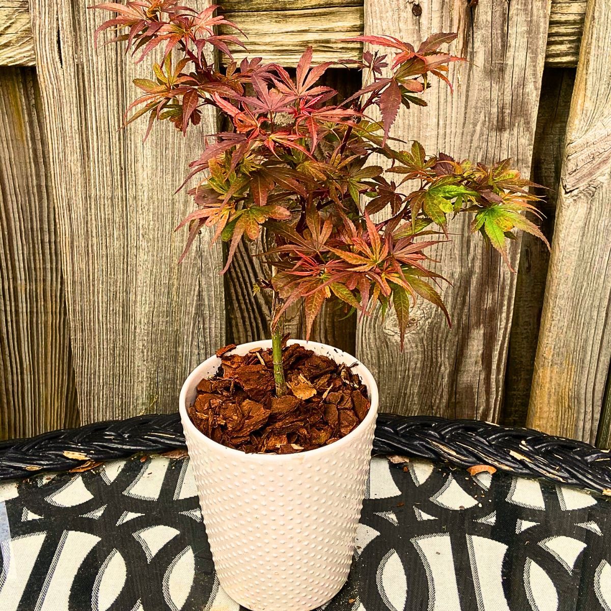 Dwarf Japanese Maple Is a Small but Beautiful and Versatile Addition to Any Garden