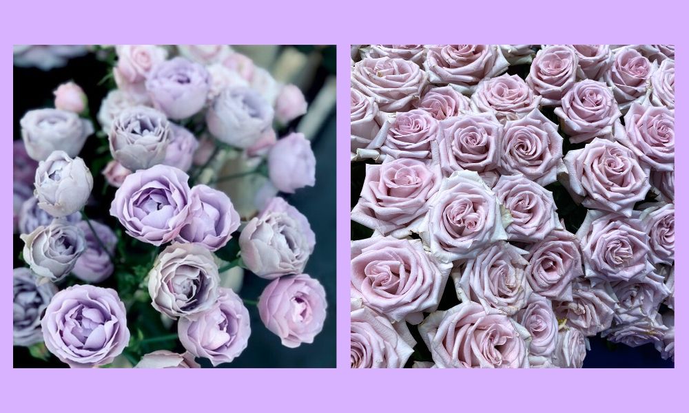 De Ruiter Spray Rose Lavender Bubbles Photo by Katya Hutter and Single Stem Rose Which Is Still a Code in Amethyst Glow