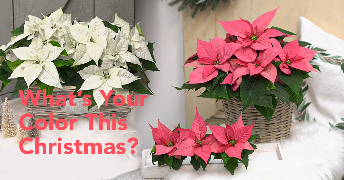 Pink and White Poinsettia