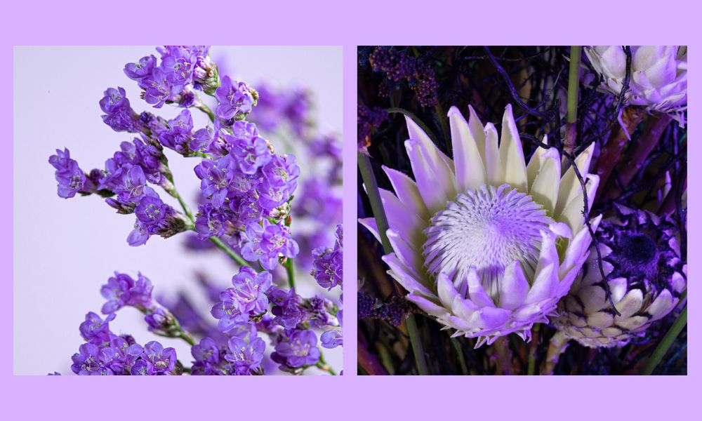 Limonium Shooting Star Ball SB and Photo Robert Bartolen Protea Coloriginz in Amethyst Glow