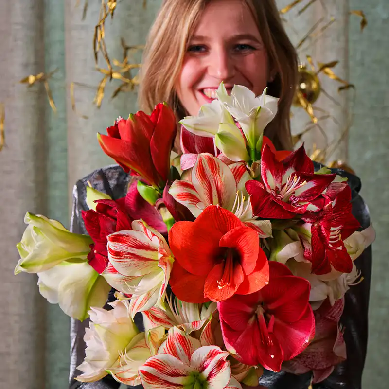 Girl with bunch of Amaryllis for Christmas