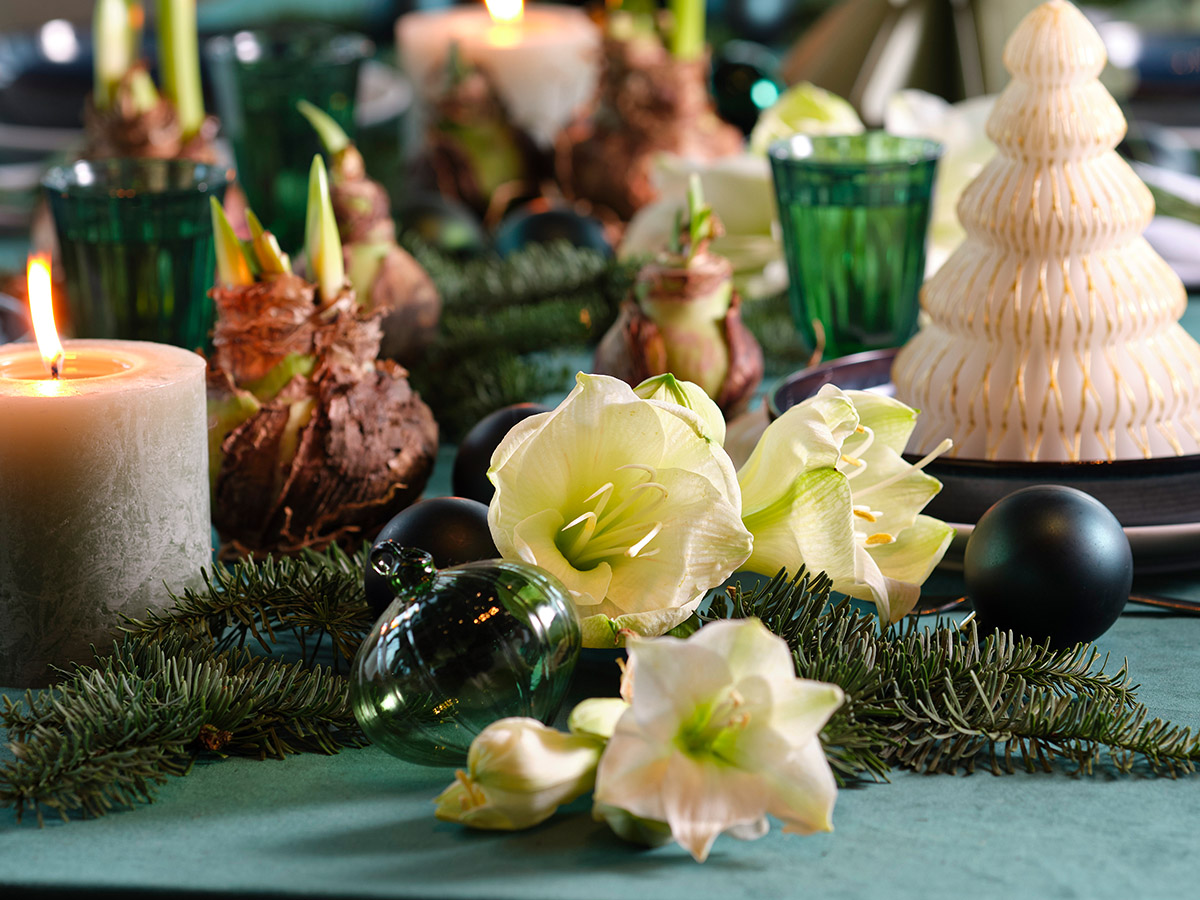 White Amaryllis with candles on a table