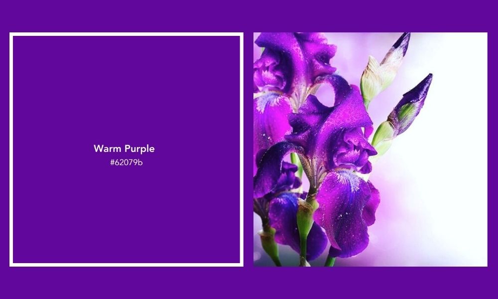 The Aurora Glow Warm Purple Thursd Floral Trend Color Palette of the Year 2025