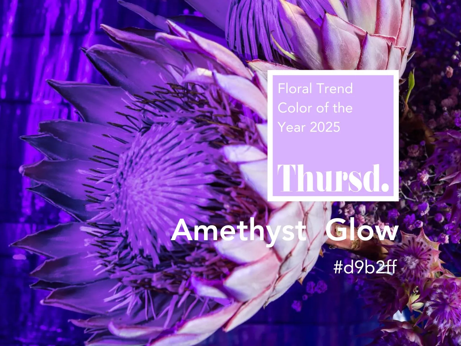 Thursd Floral Trend Color 2025 Amethyst Glow