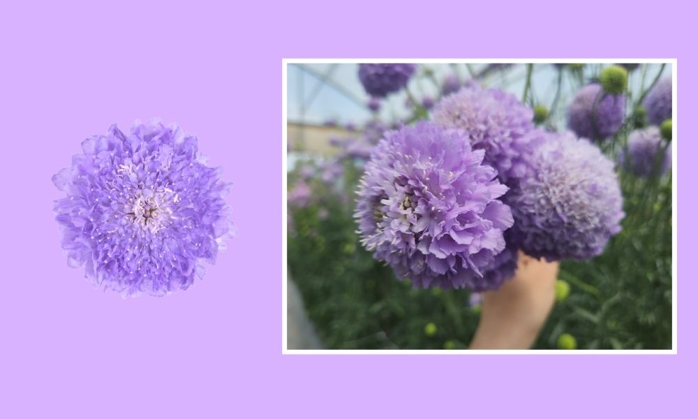 Scabiosa Scoop Danziger in Amethyst Glow Thursd Floral Trend Color of the Year 2025