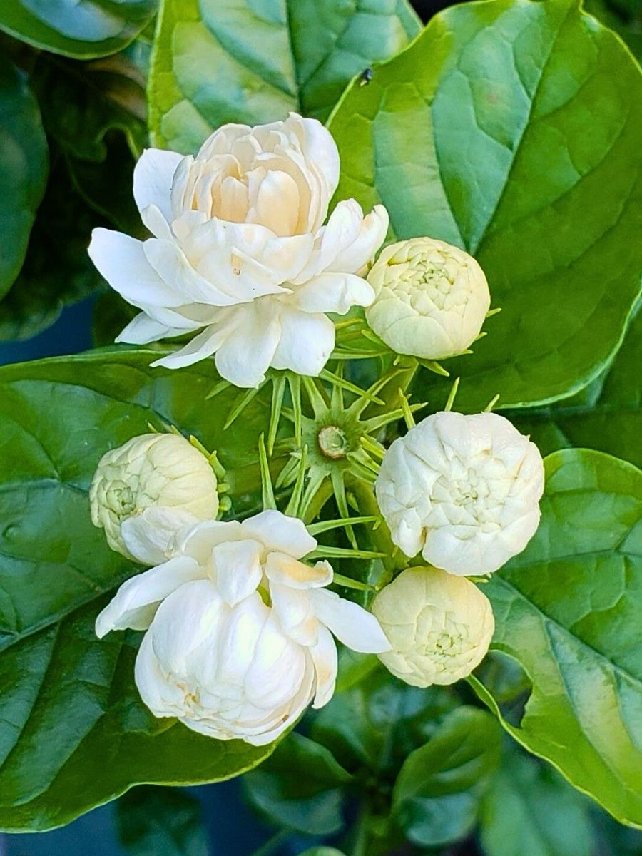 beautiful blooming buds of jasmine flower