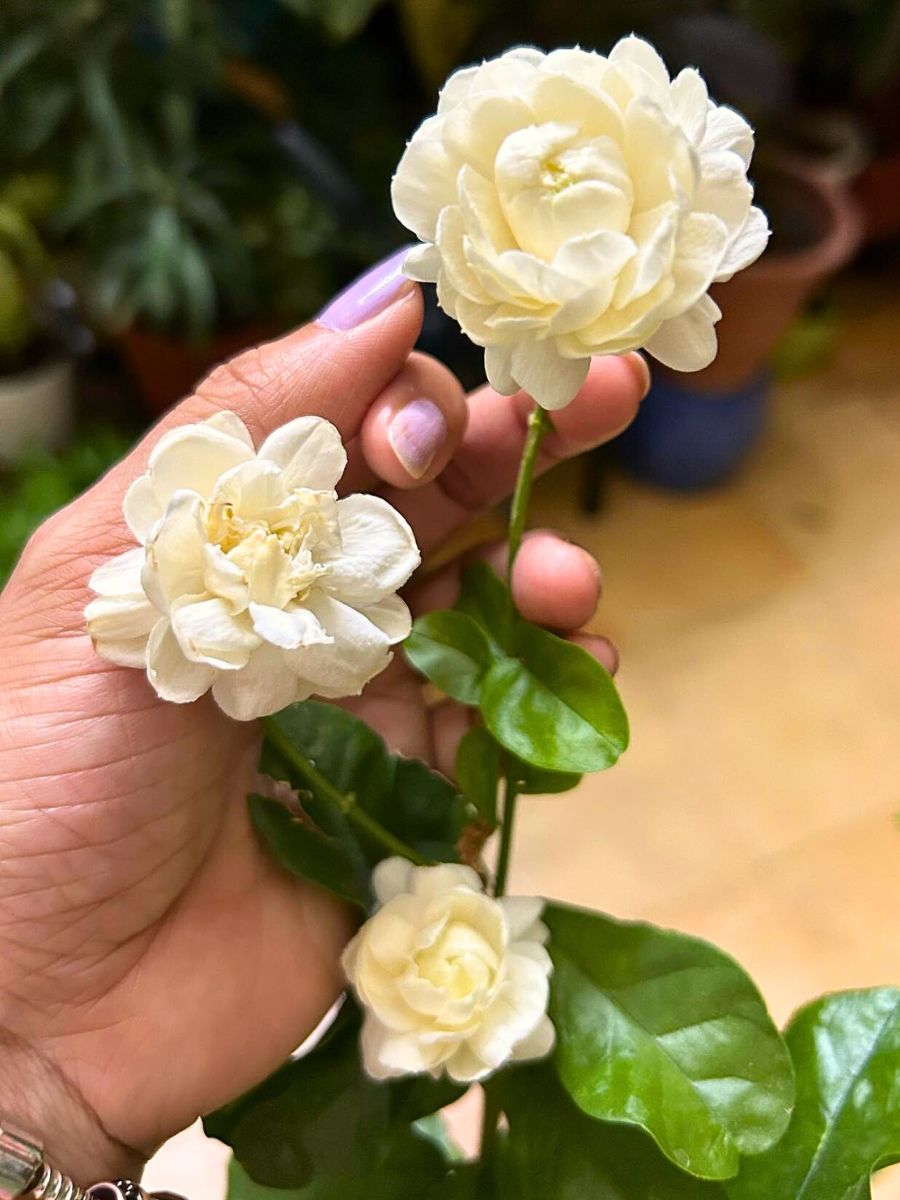 jasmine flowers in typical white cream colors