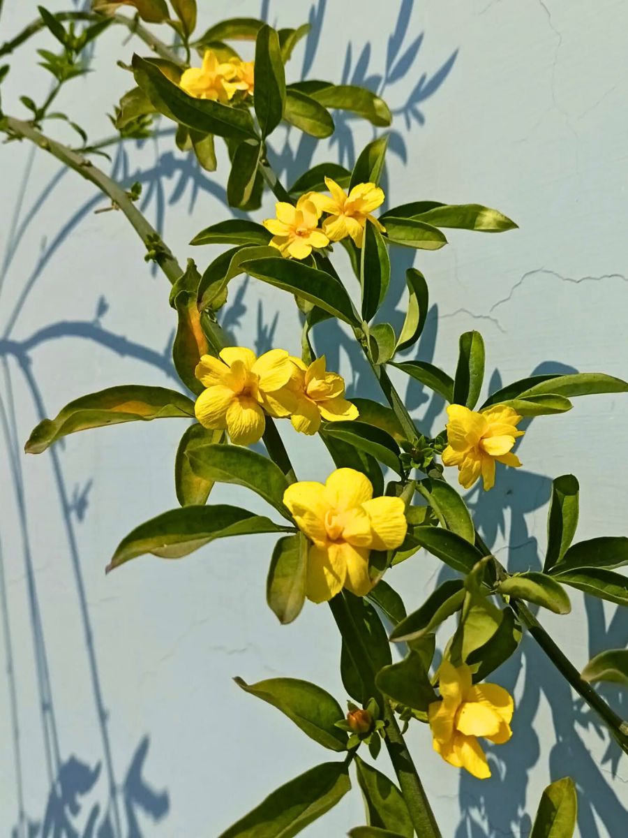 yellow jasmine flower meaning