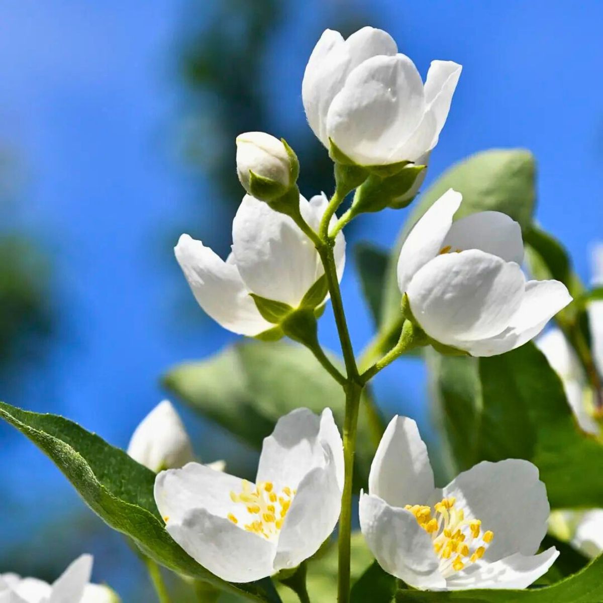 meaning of jasmine flowers