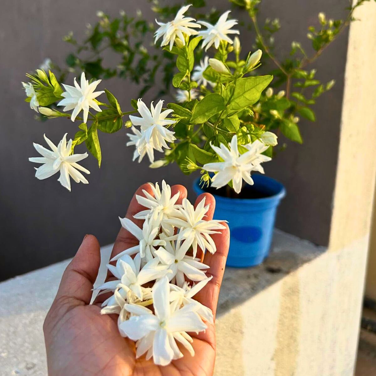 beautiful jasmine flowers in a garden