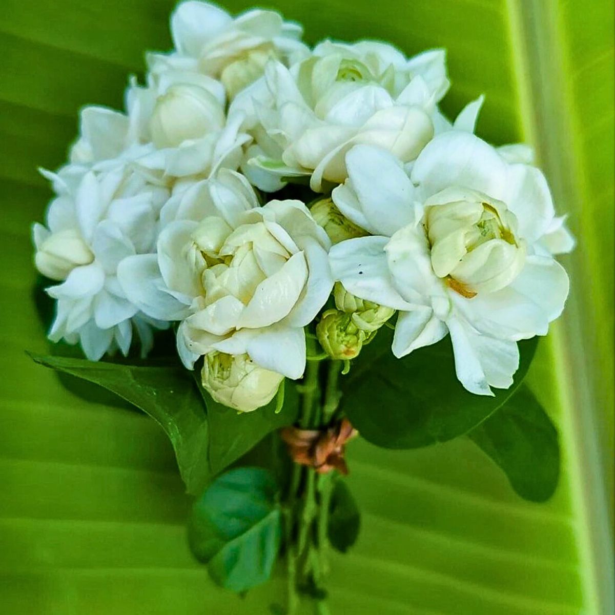 bunch of jasmine flowers