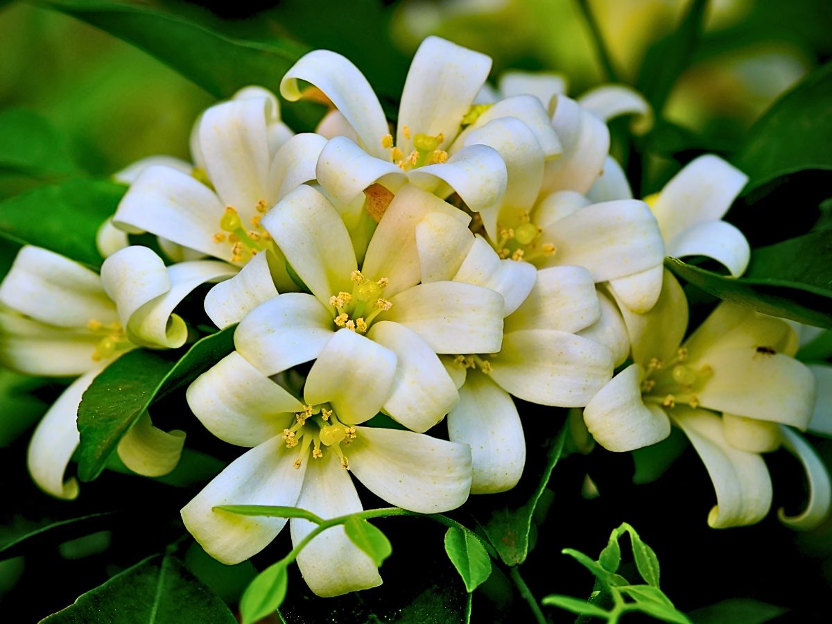 Jasmine, an enchanting flower with an intoxicating fragrance and delicate beauty