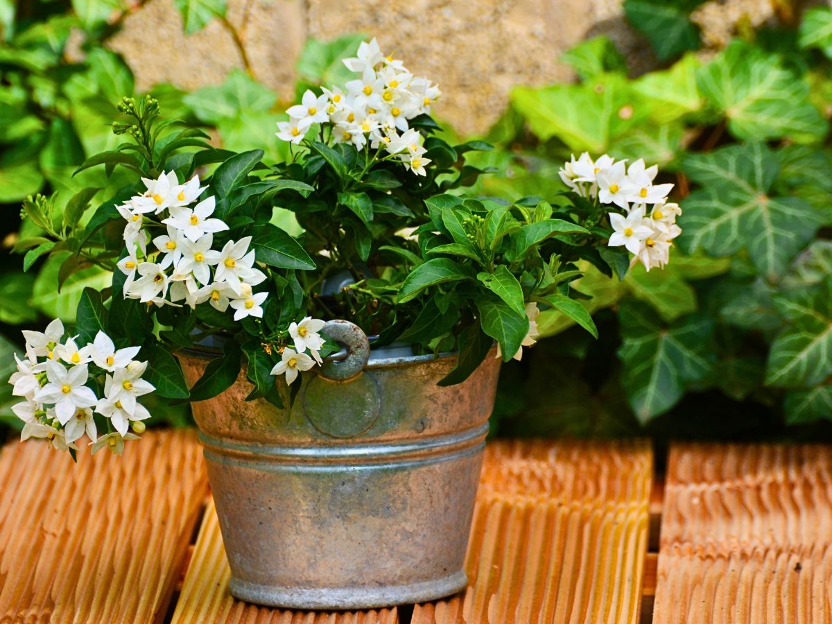 Jasmine Flower Meaning