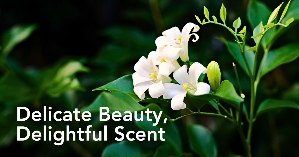 Jasmine Flower Meaning, Symbolism and Significance - Thursd Article - Header Image