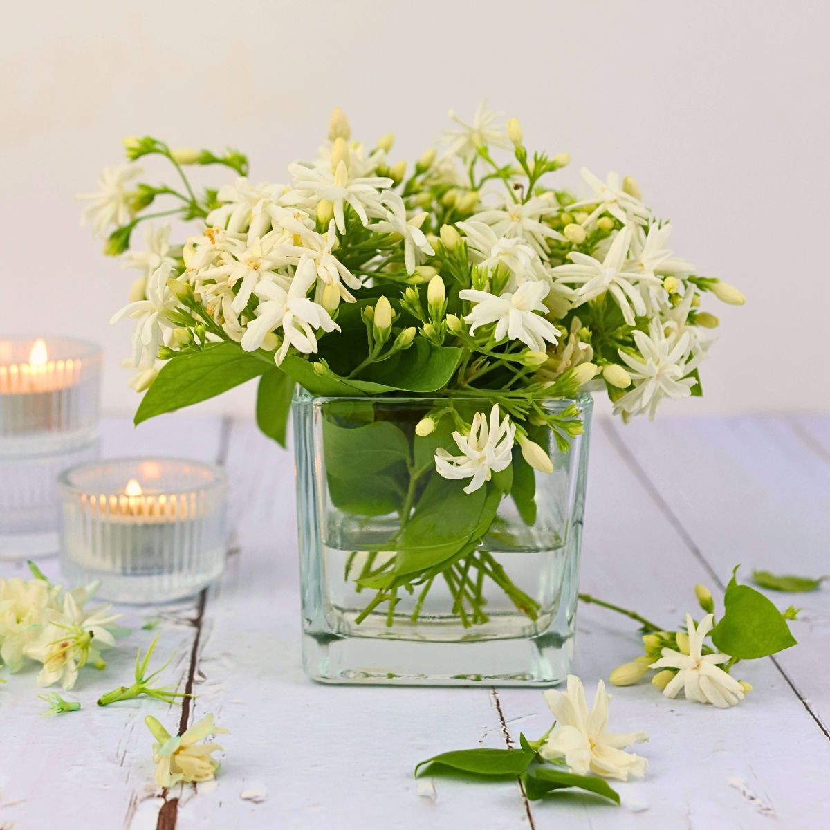 Jasmine Flower Meaning, Symbolism and Significance